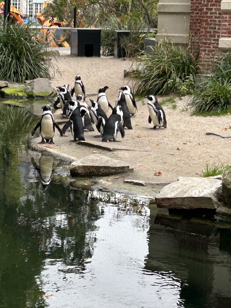 African penguins