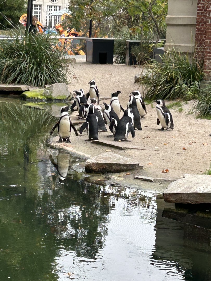 African penguins