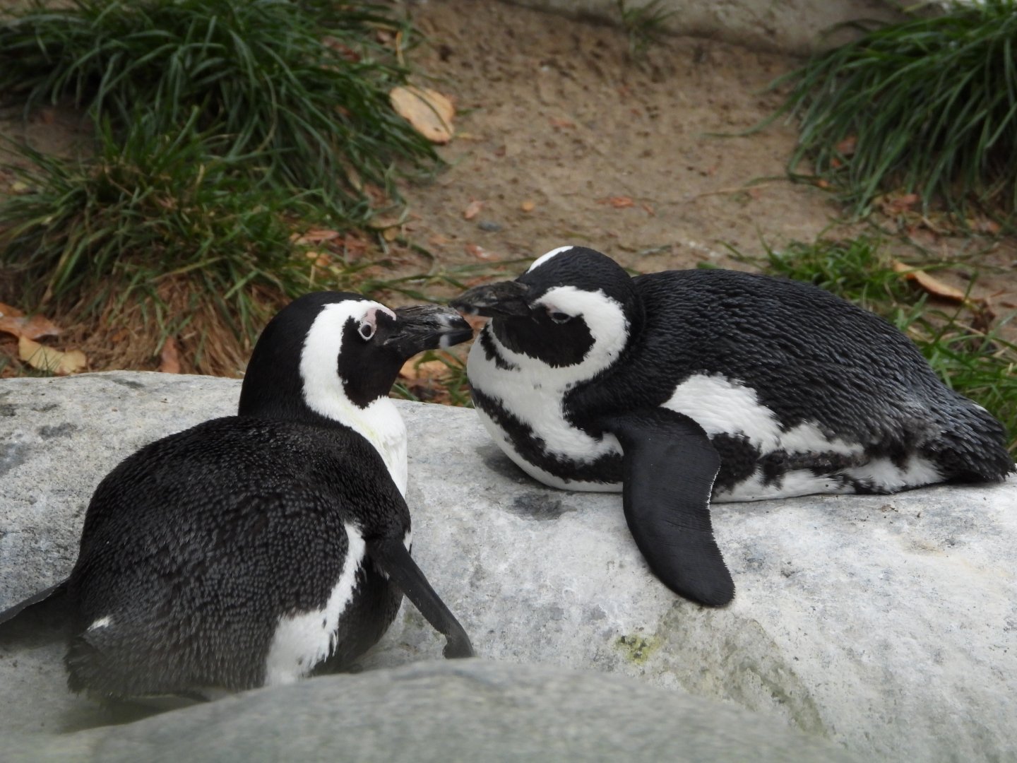 African penguins
