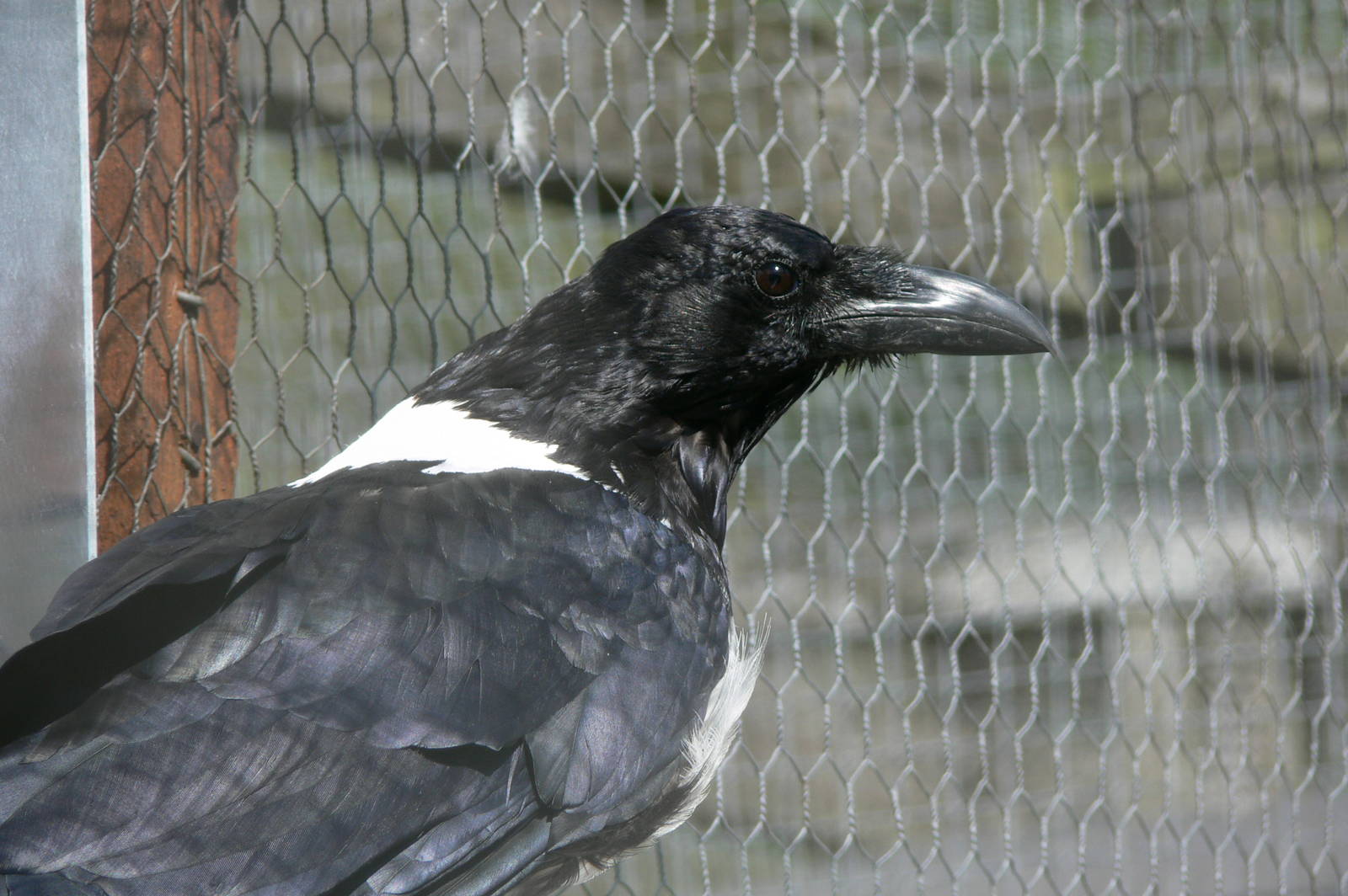 African Pied Crow at Hamerton Zoo, 23/08/14
