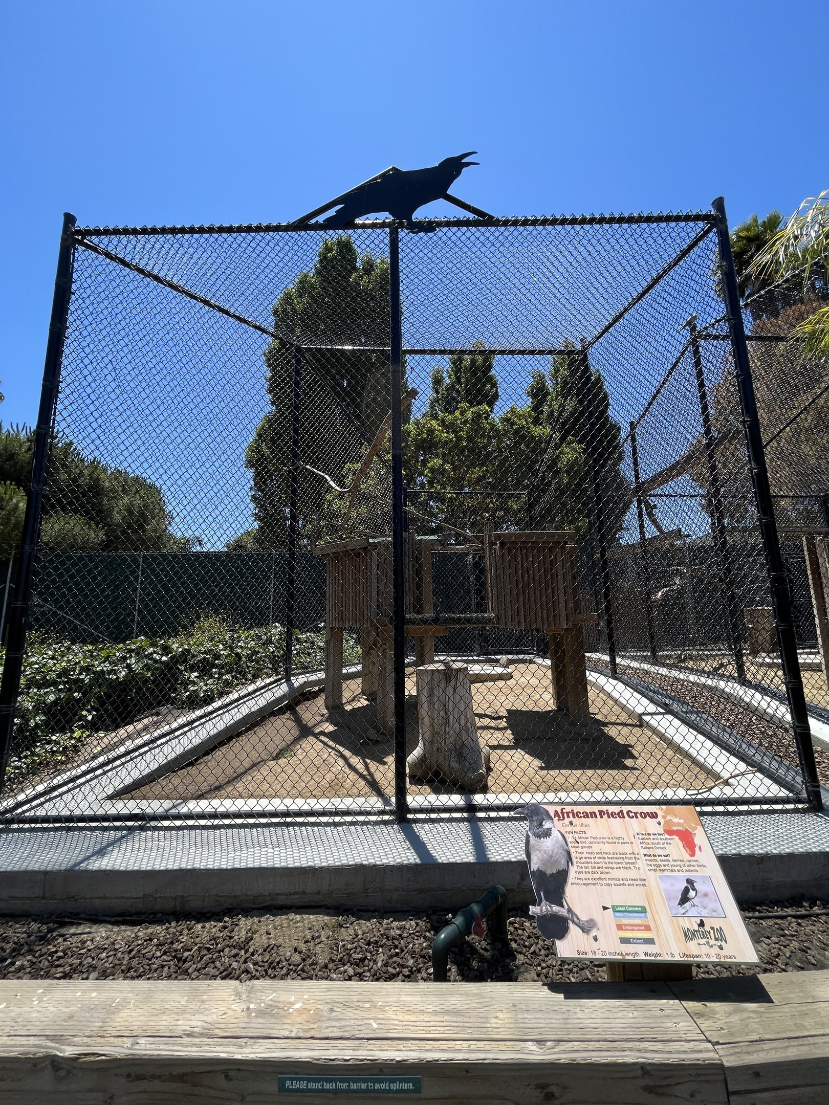 African Pied Crow Aviary - New