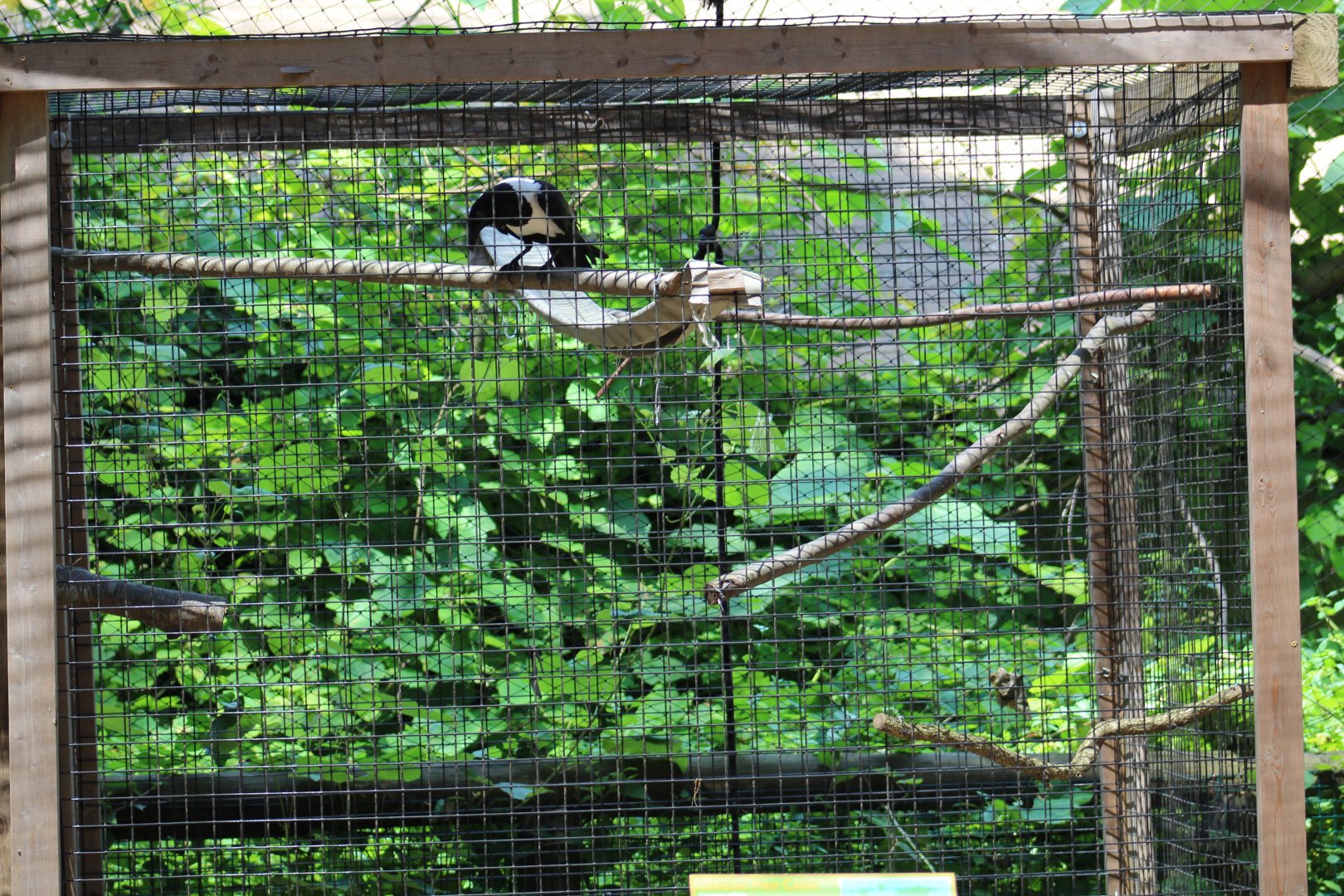 African Pied Crow Cage