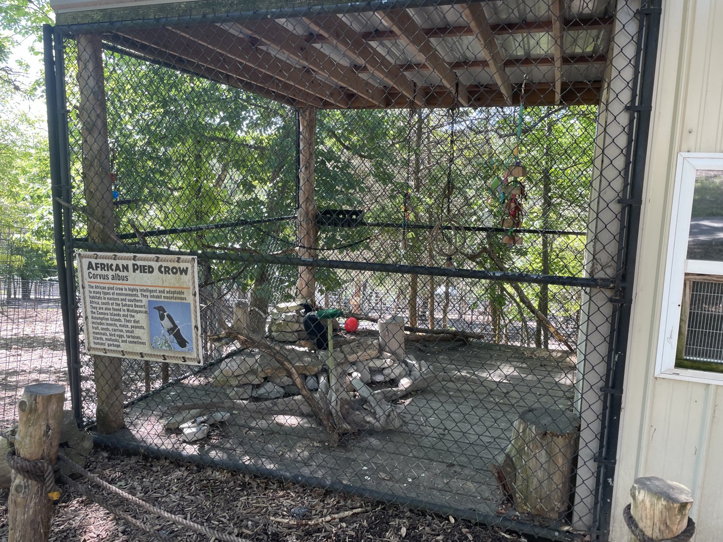 African Pied Crow Exhibit- May 2024