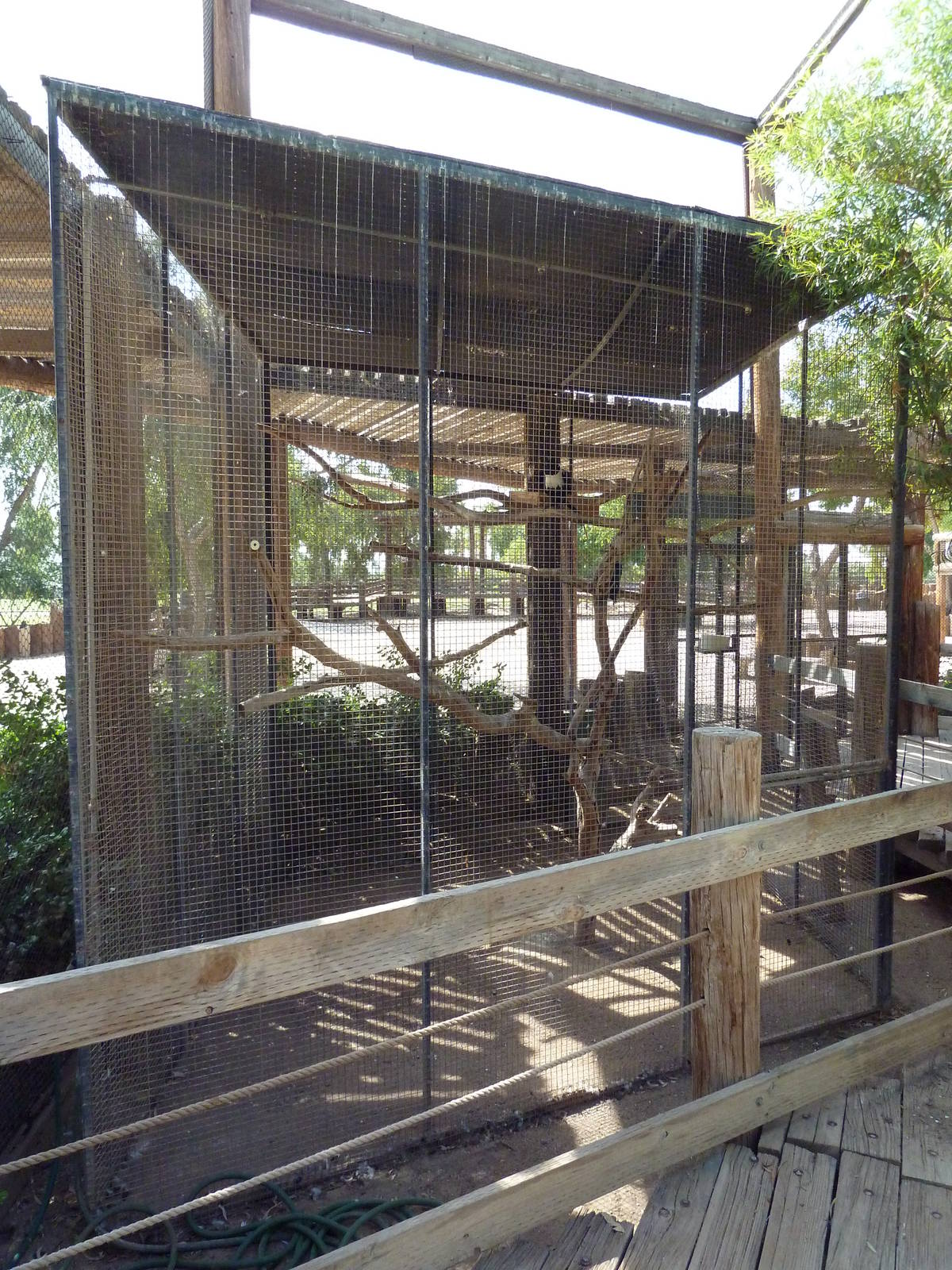 African Pied Crow Exhibit