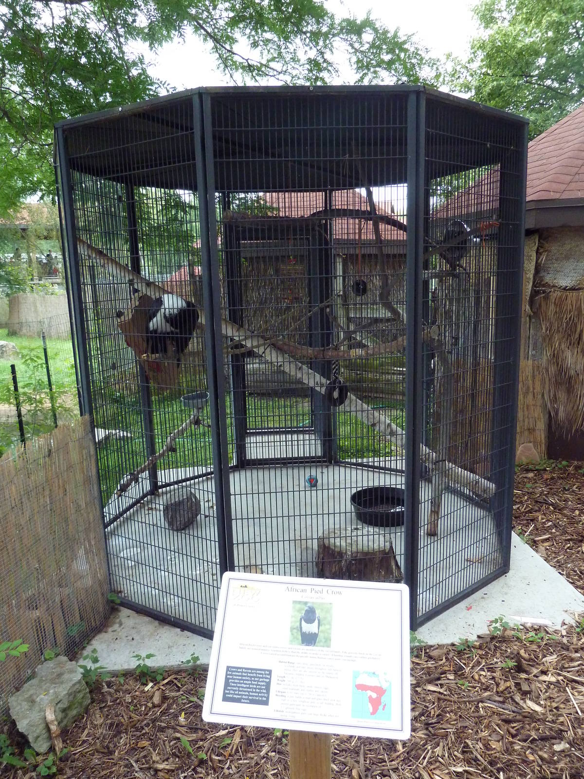 African Pied Crow Exhibit