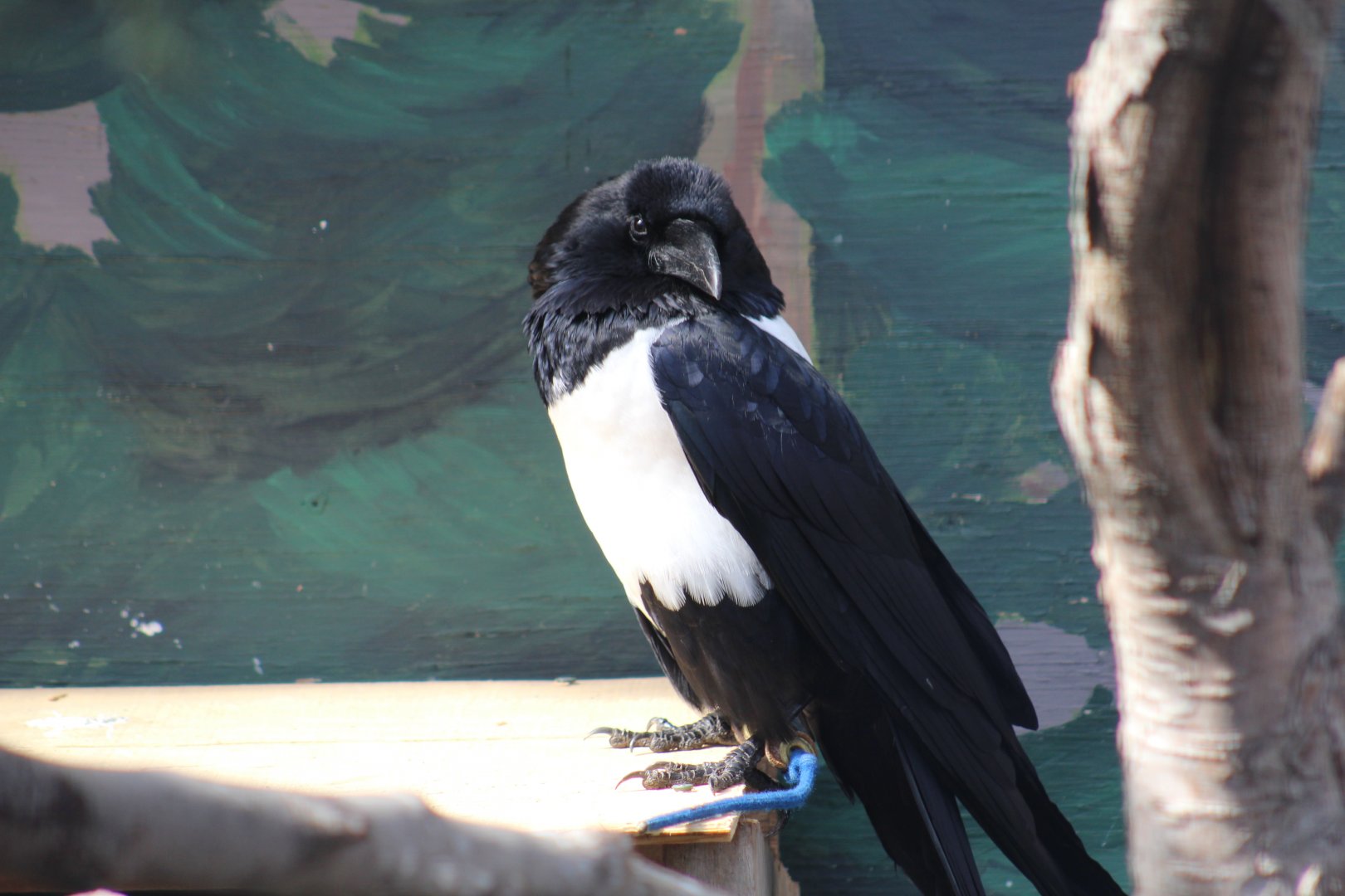 African Pied Crow
