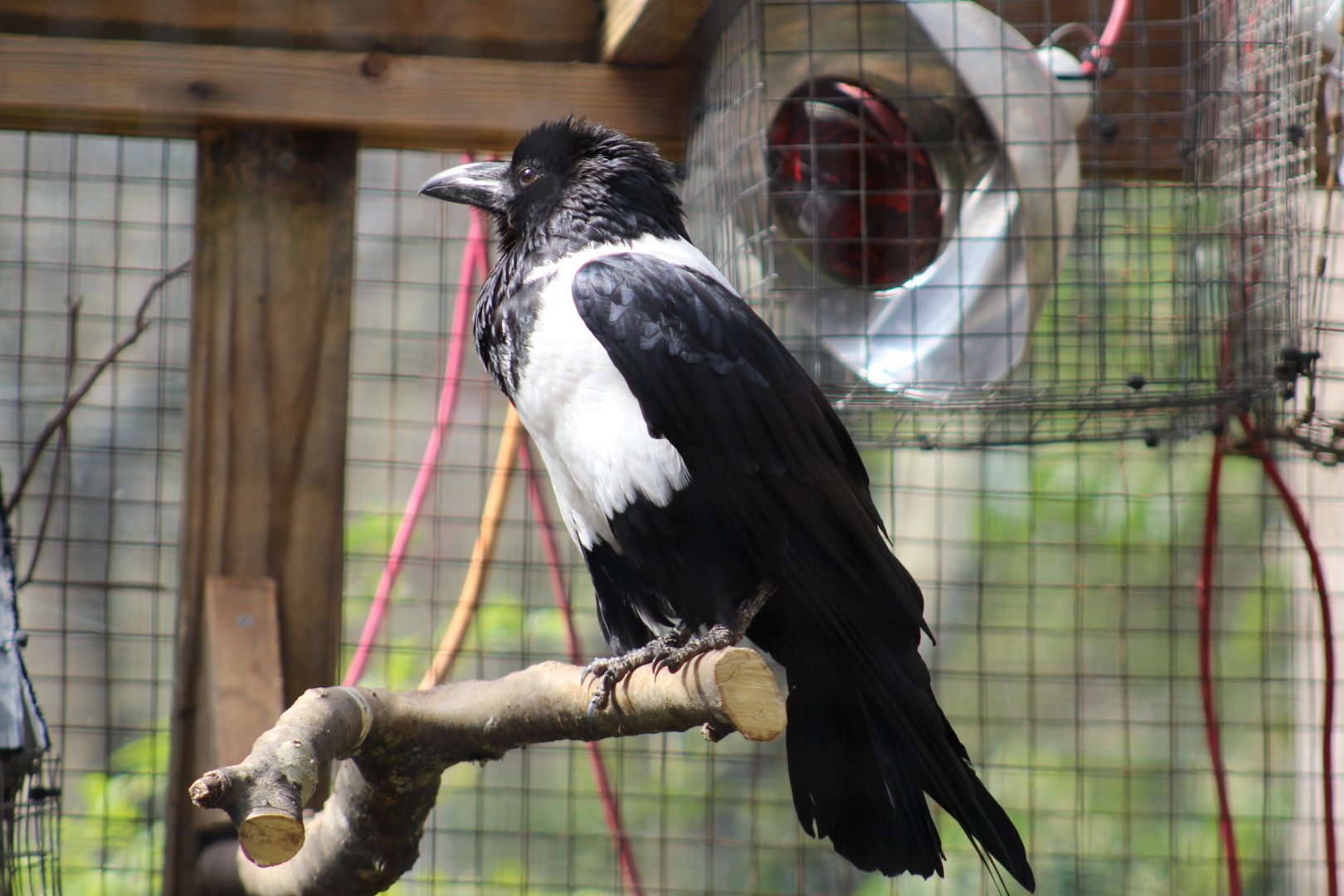 African Pied Crow