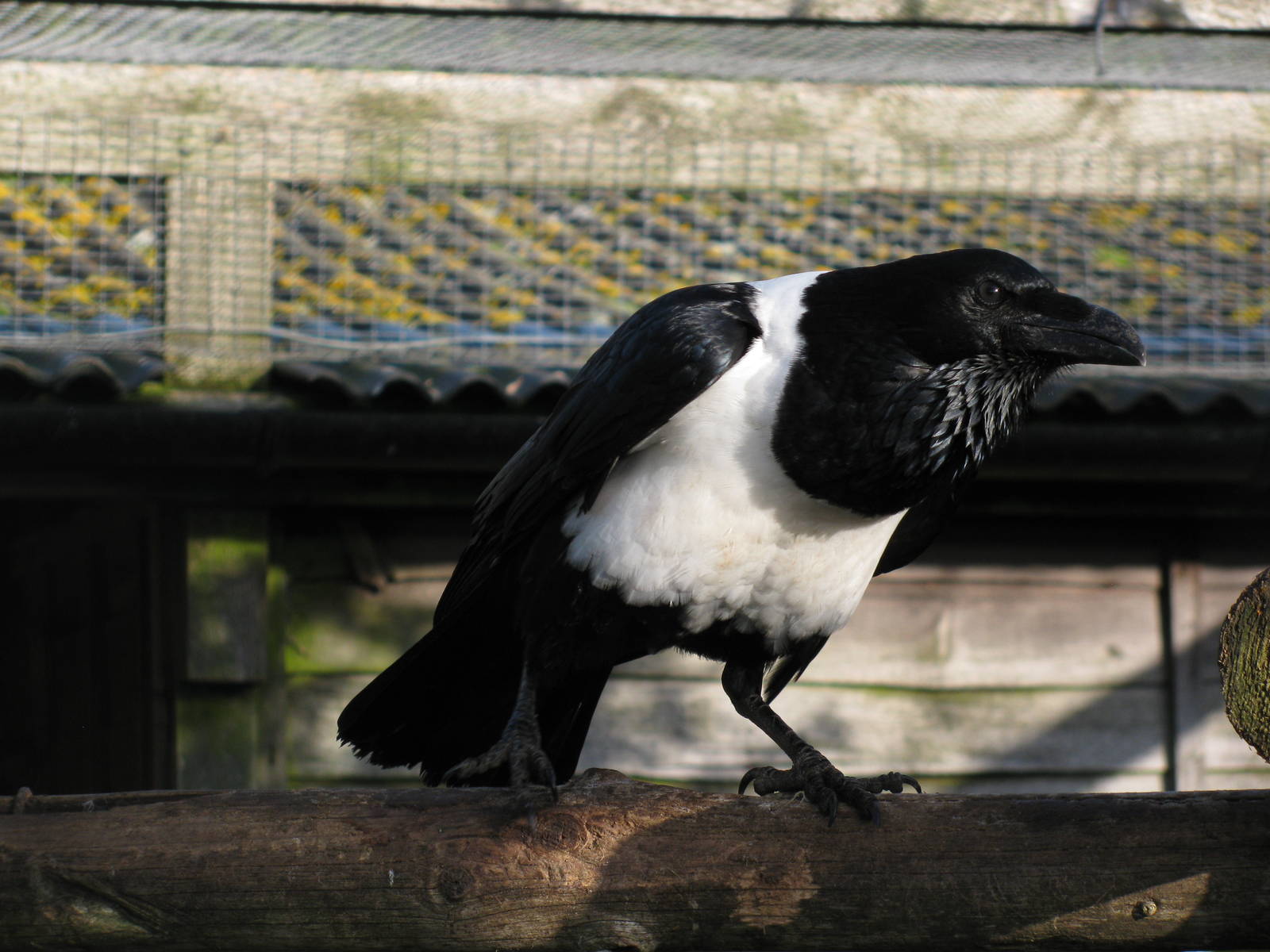 African Pied Crow
