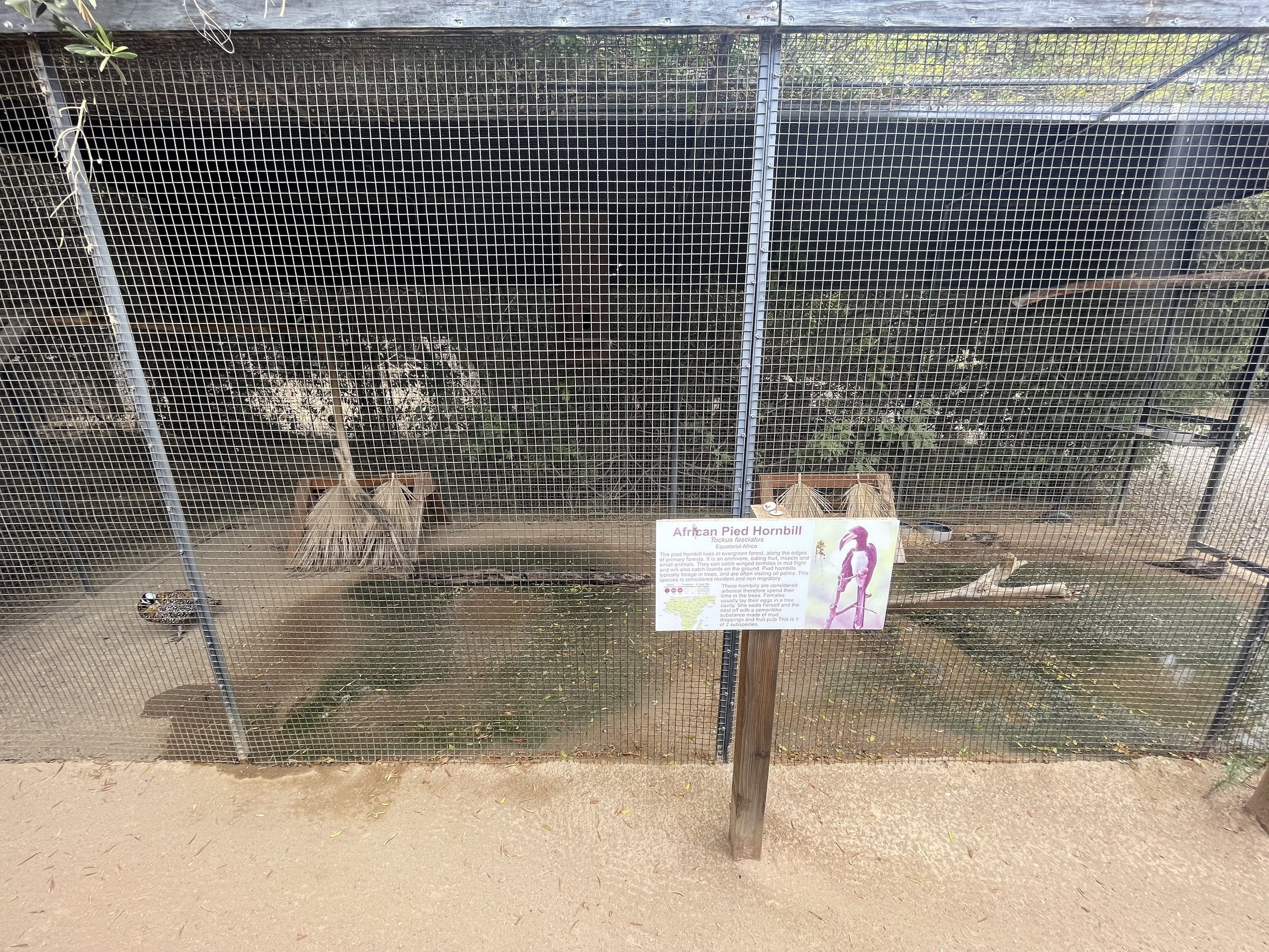 African Pied Hornbill Aviary