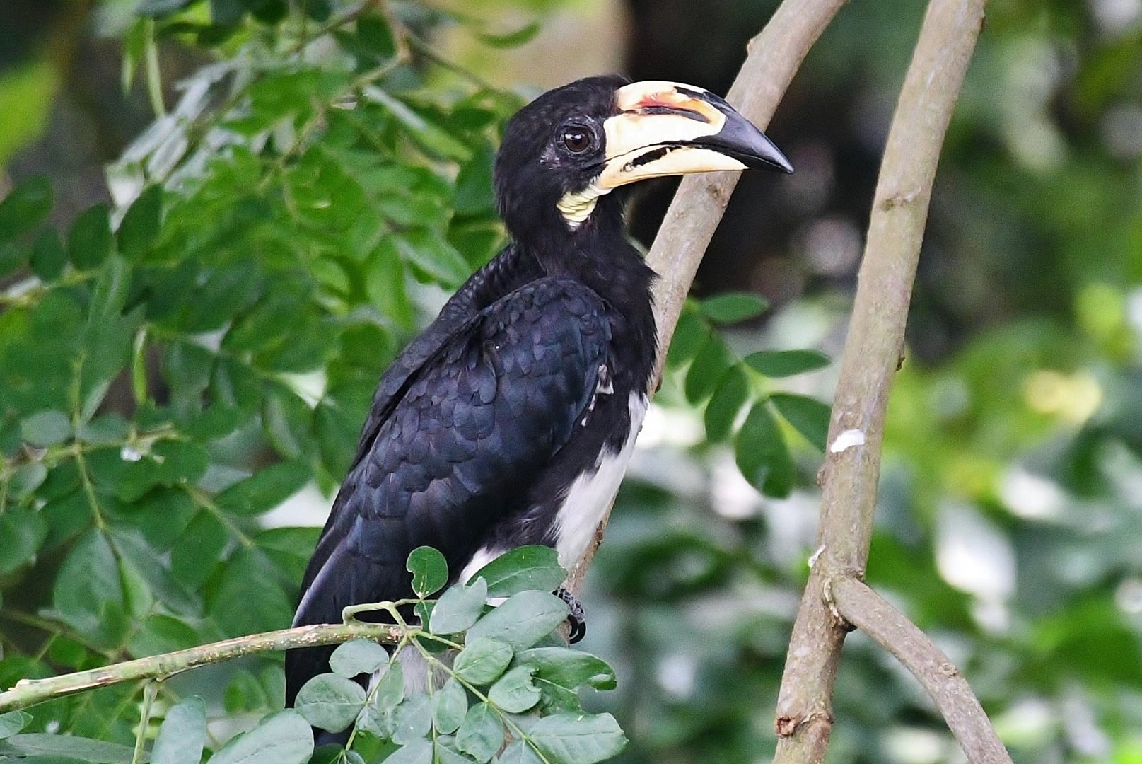 African Pied Hornbill (Lophoceros fasciatus semifasciatus)