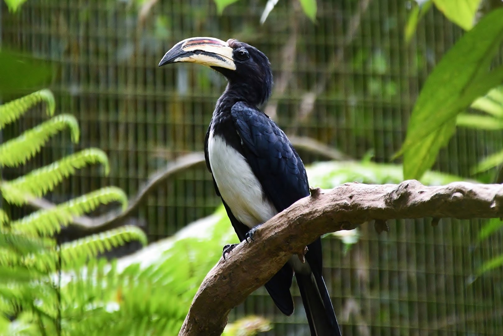 African Pied Hornbill (Lophoceros fasciatus)