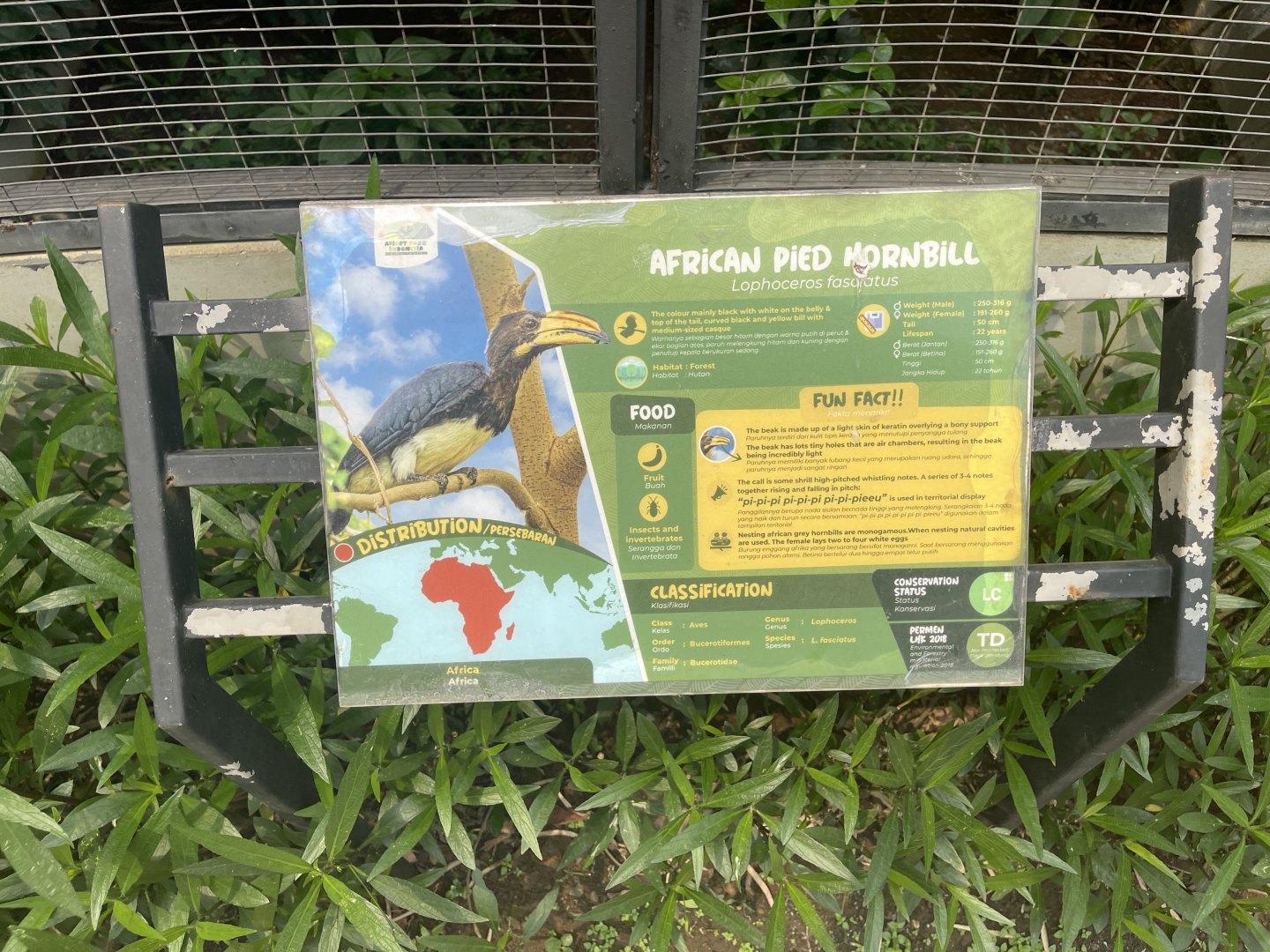 african pied hornbill signage (mislabeled/inaccurate) - aviary park