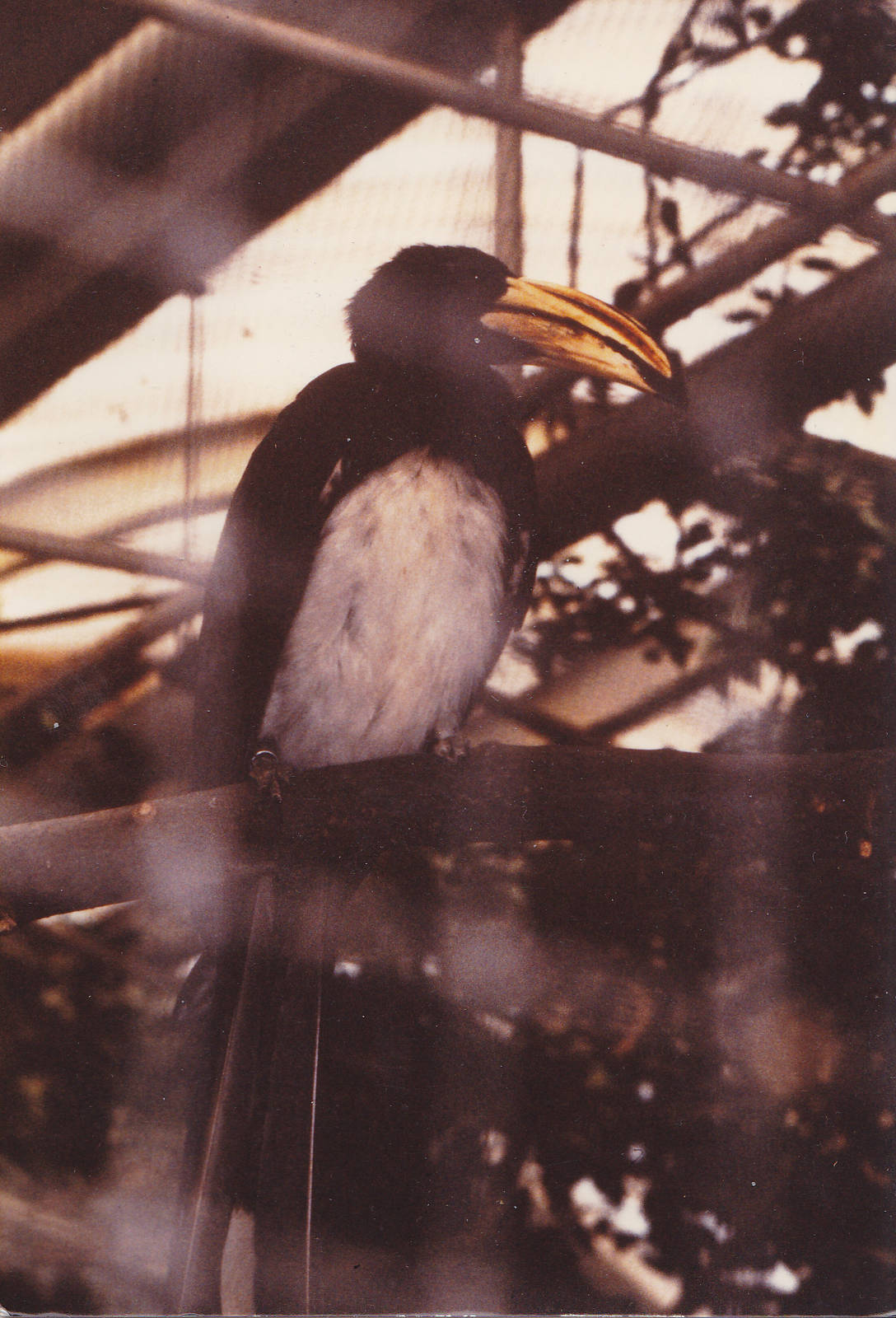 African Pied hornbill