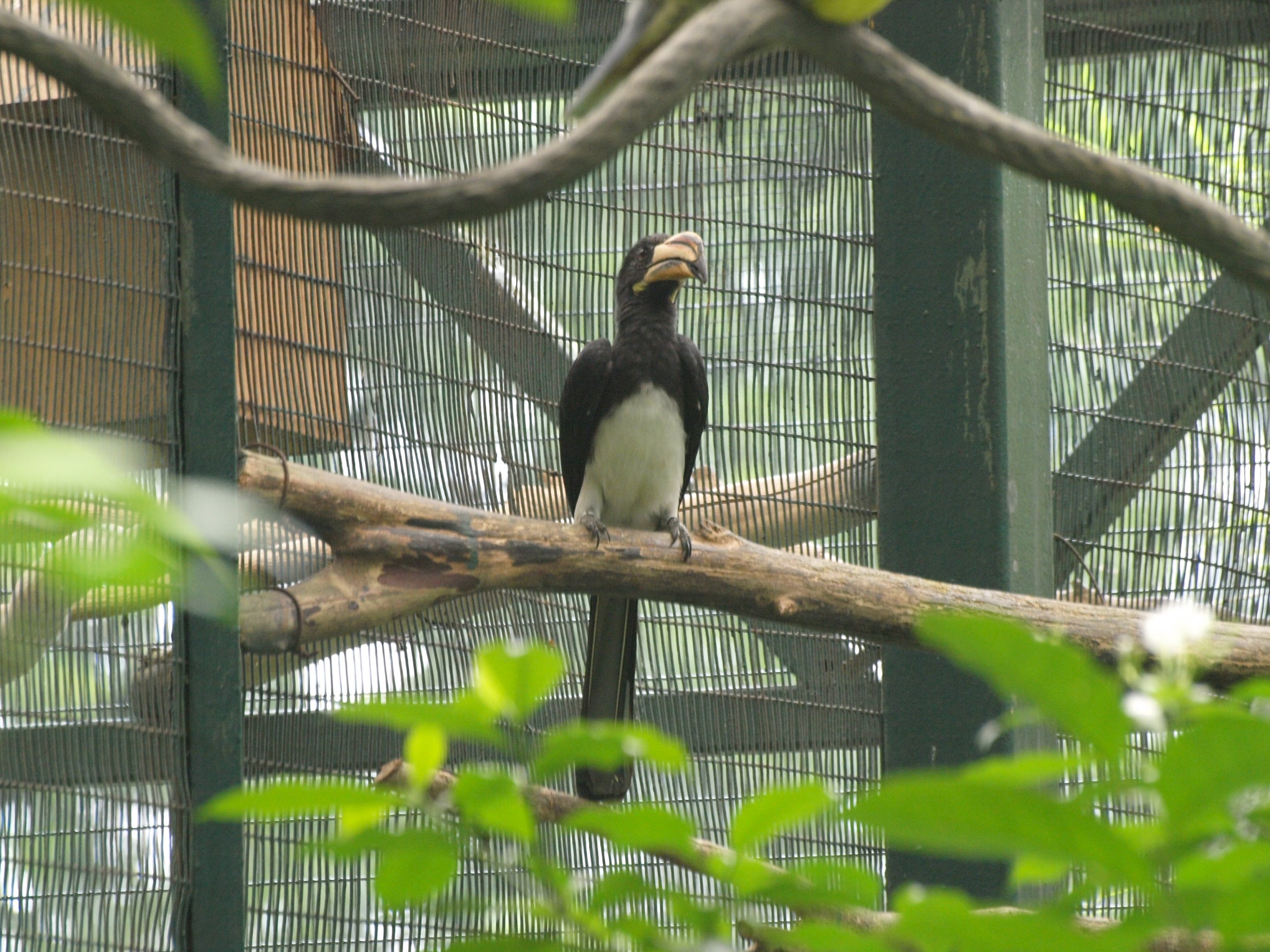 African Pied hornbill