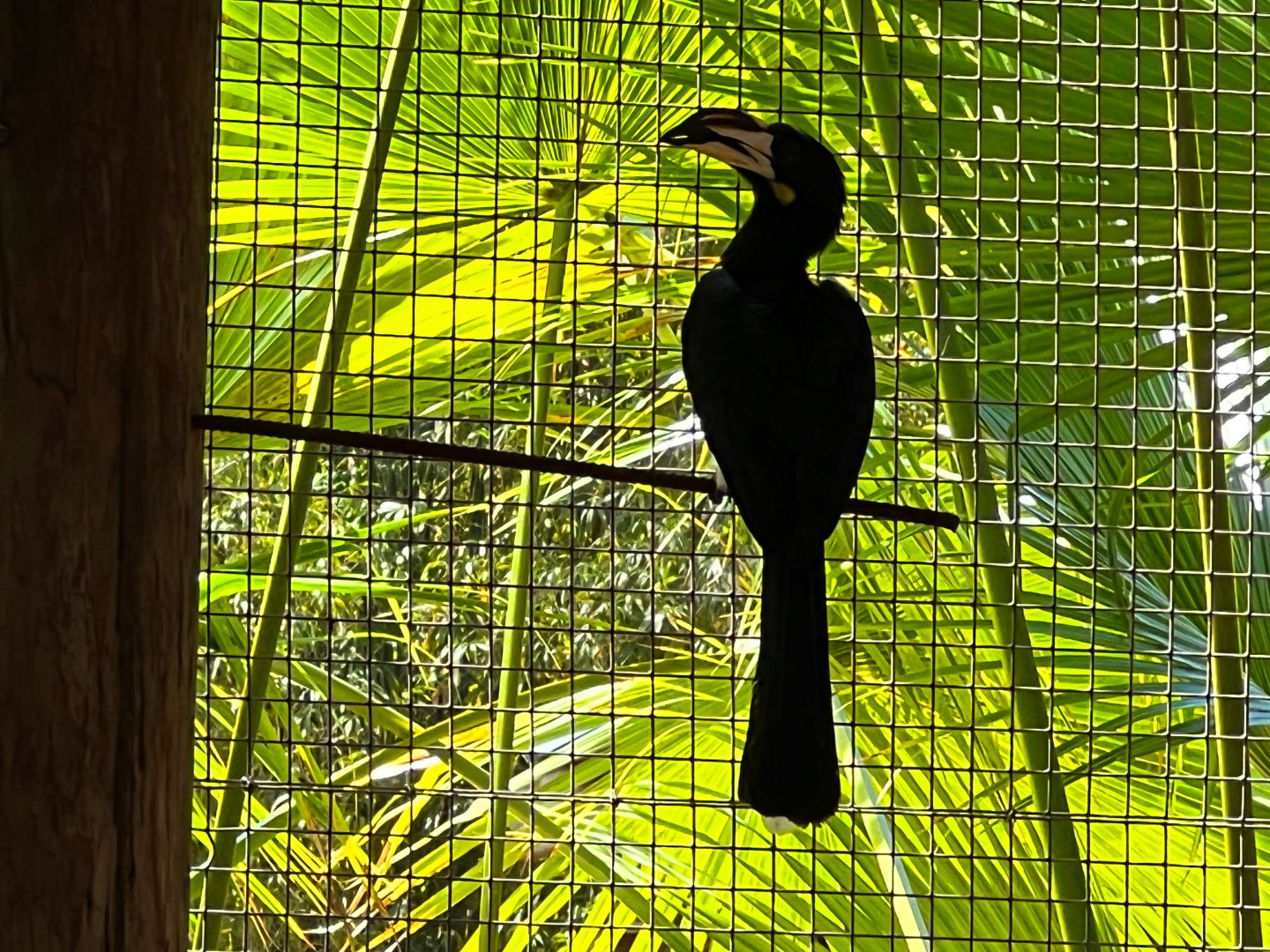 African Pied Hornbill