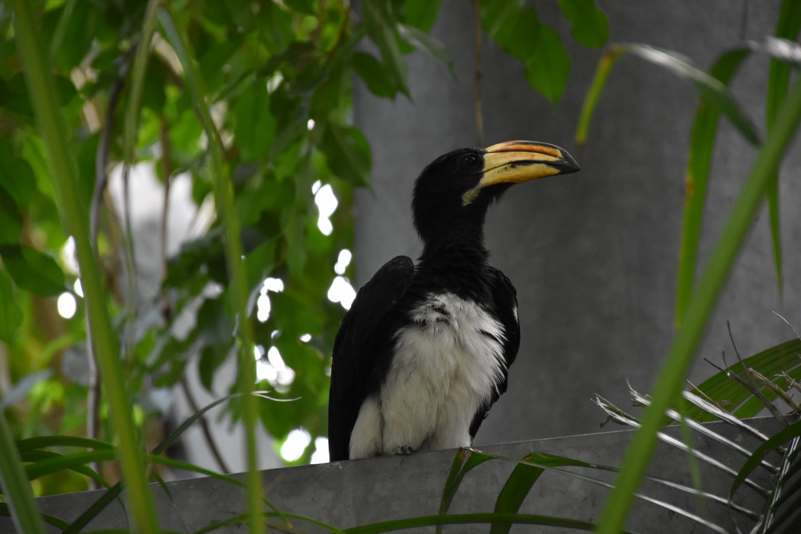 African pied hornbill