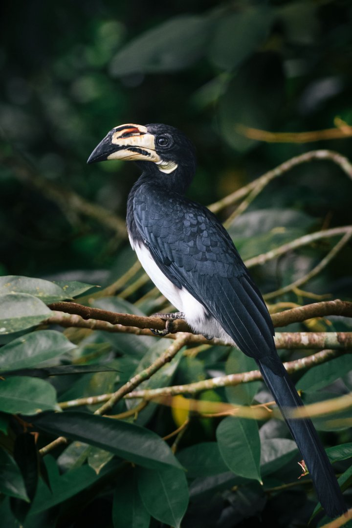 African Pied Hornbill