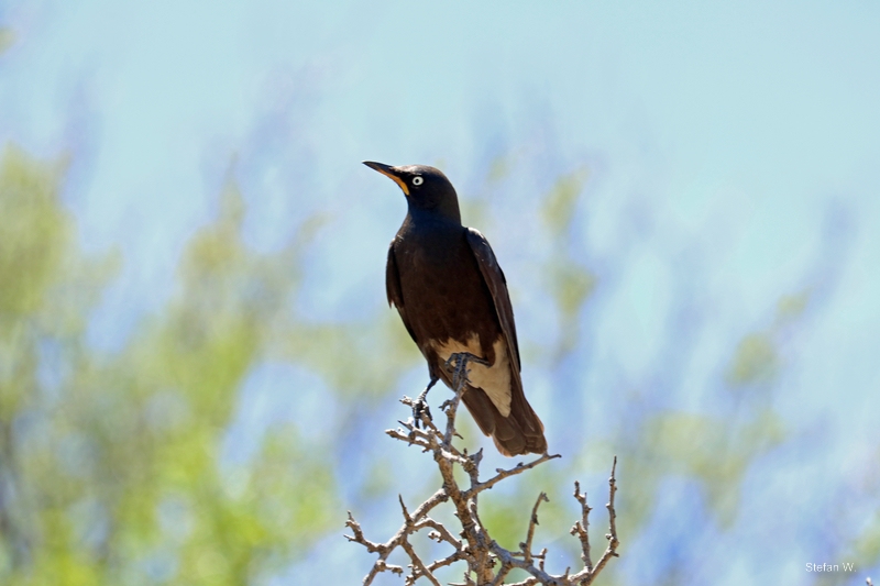 African pied starling, (Lamprotornis bicolor)