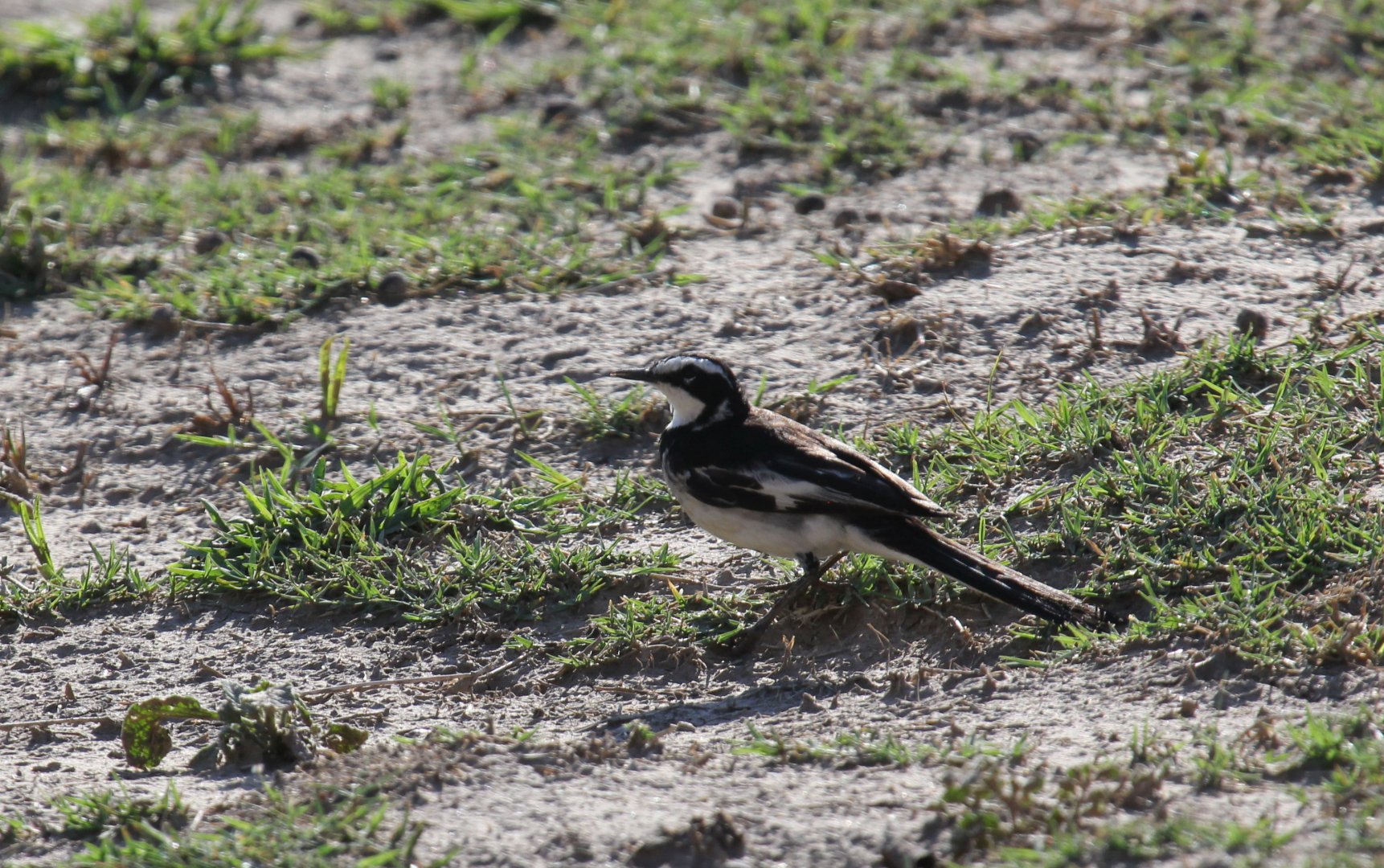 African Pied Wagtail (Motacilla aguimp)