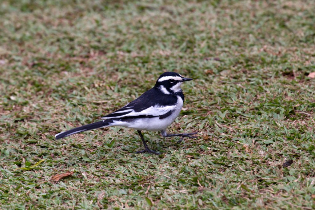 African Pied Wagtail