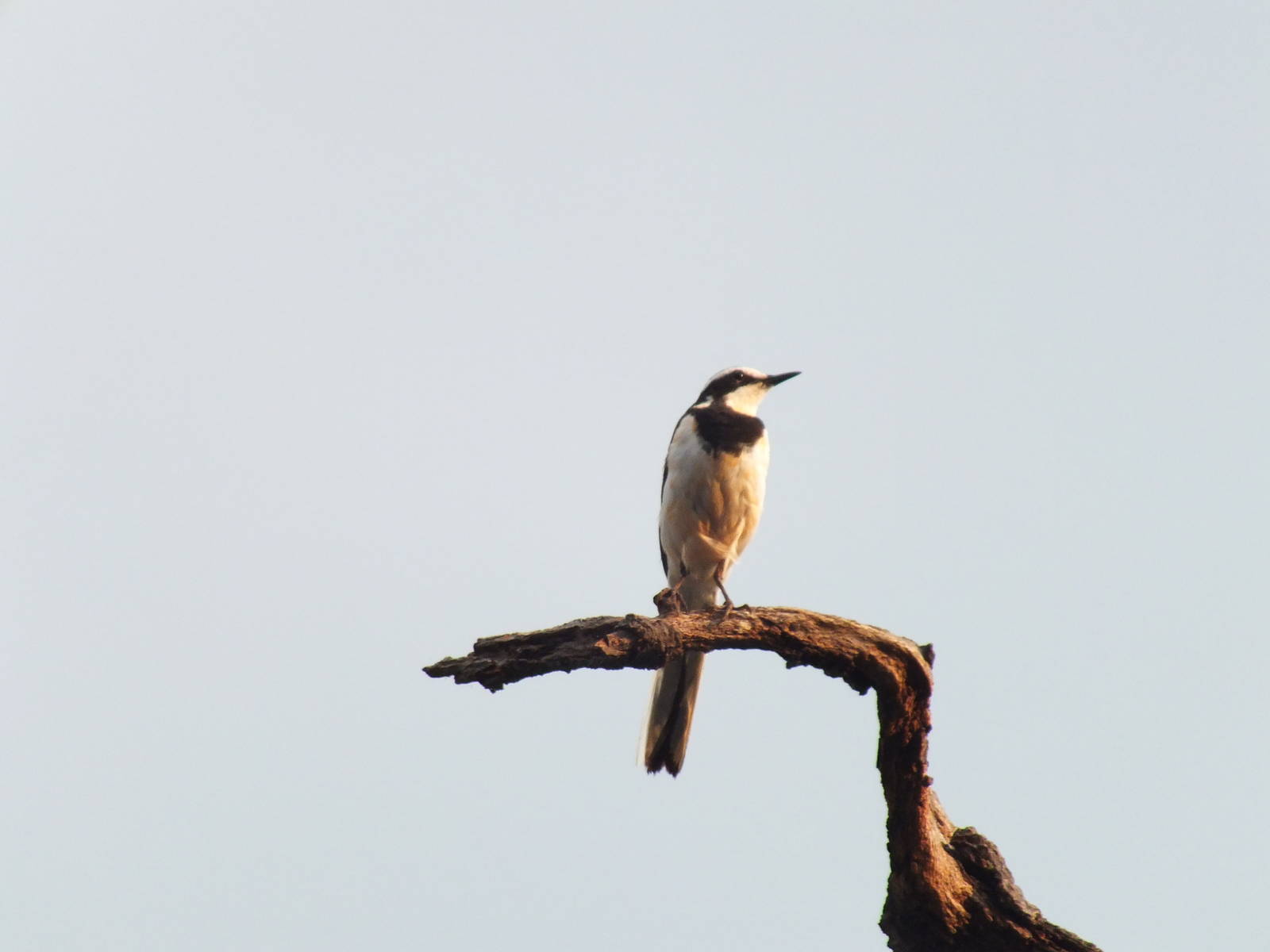 African Pied Wagtail
