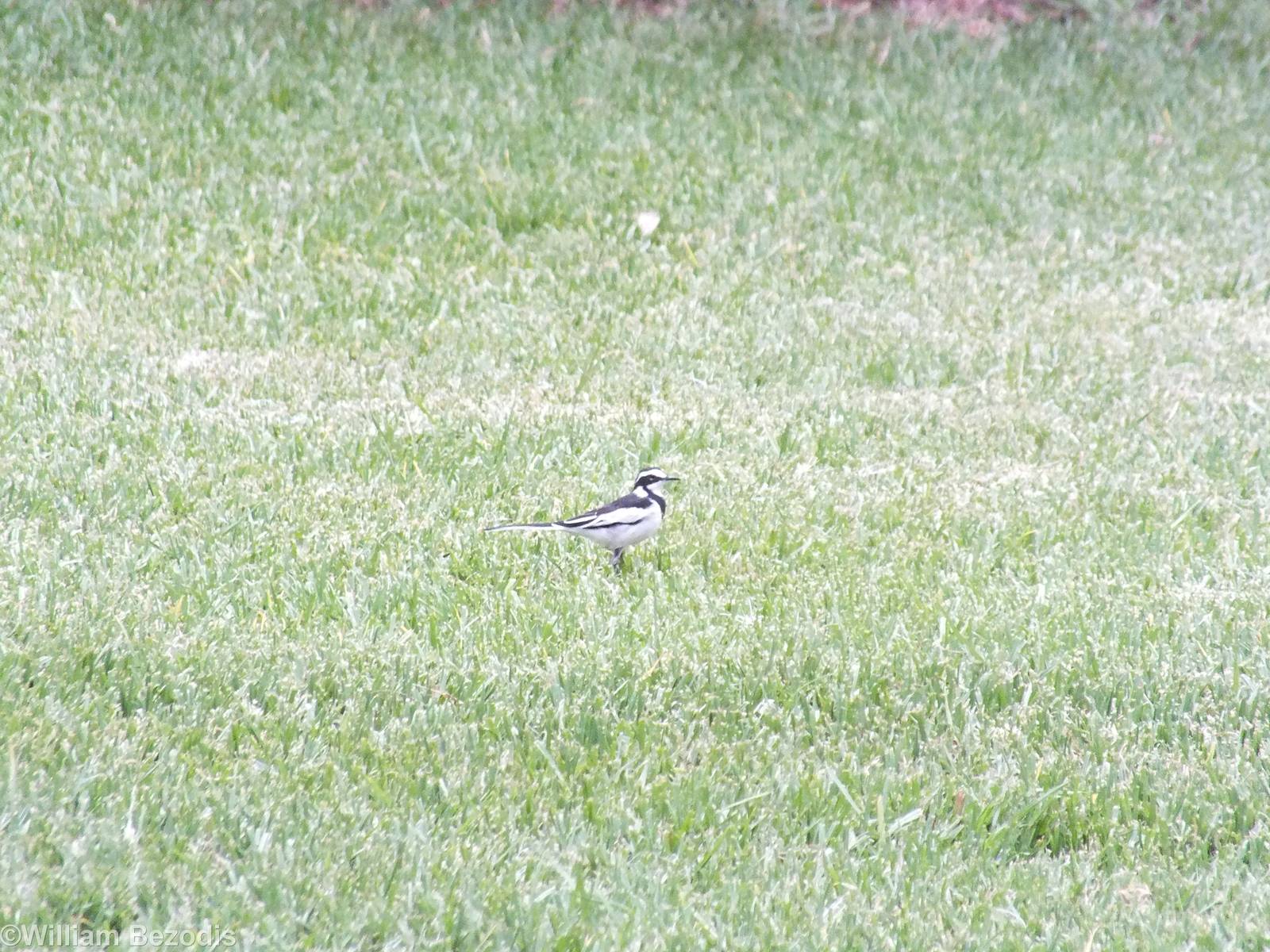 African Pied Wagtail