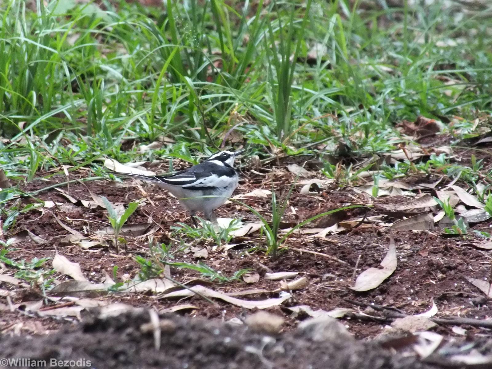 African Pied Wagtail
