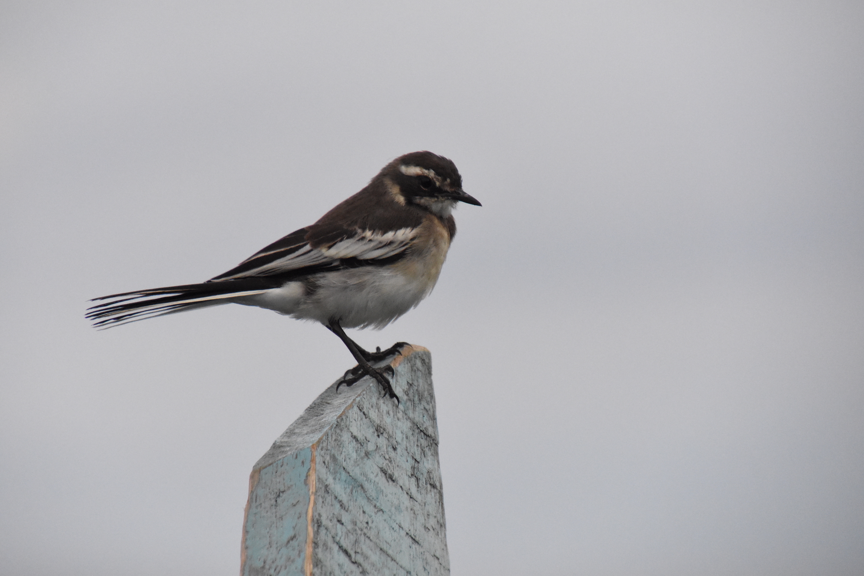 African pied wagtail
