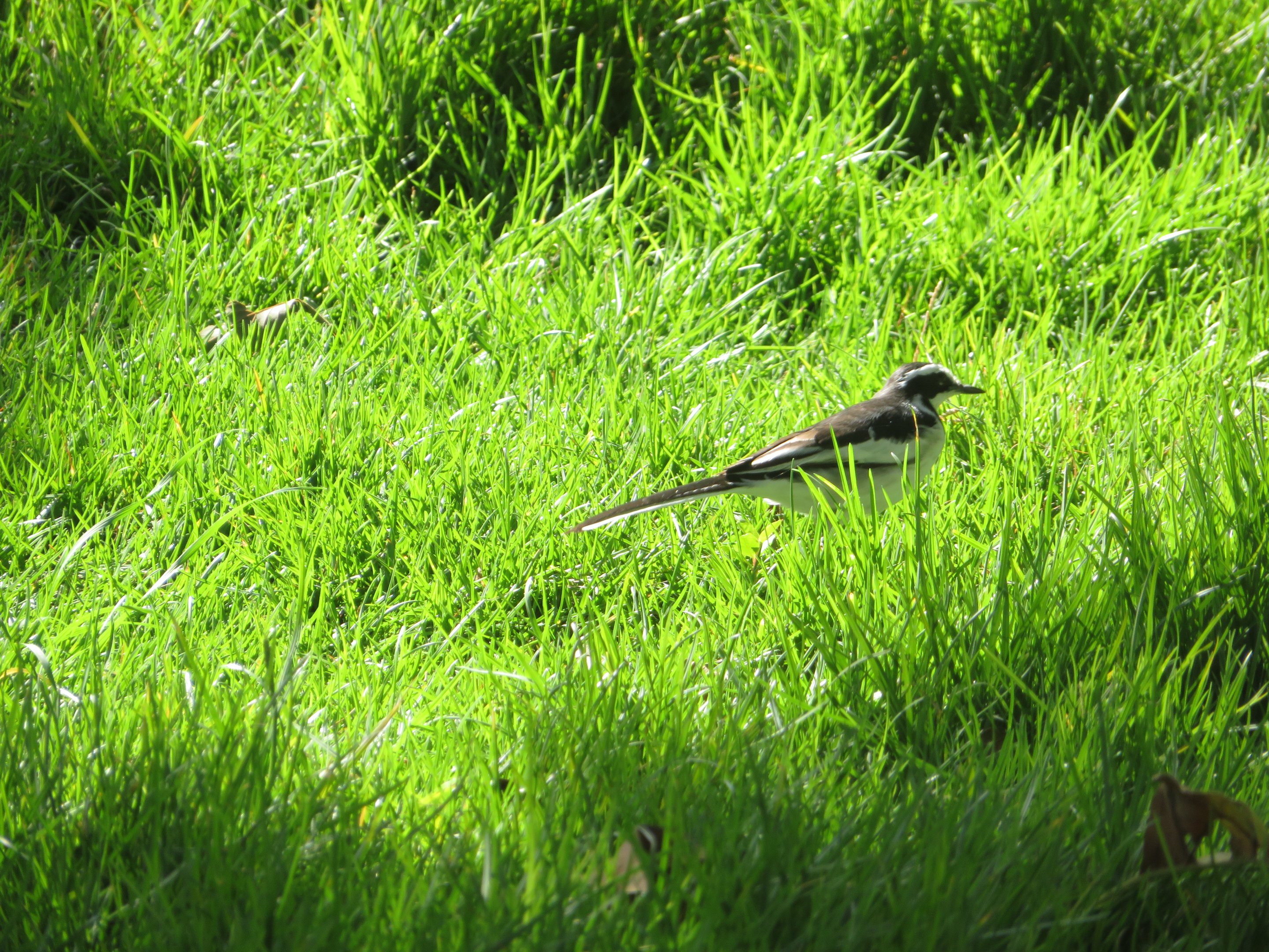 African Pied Wagtail