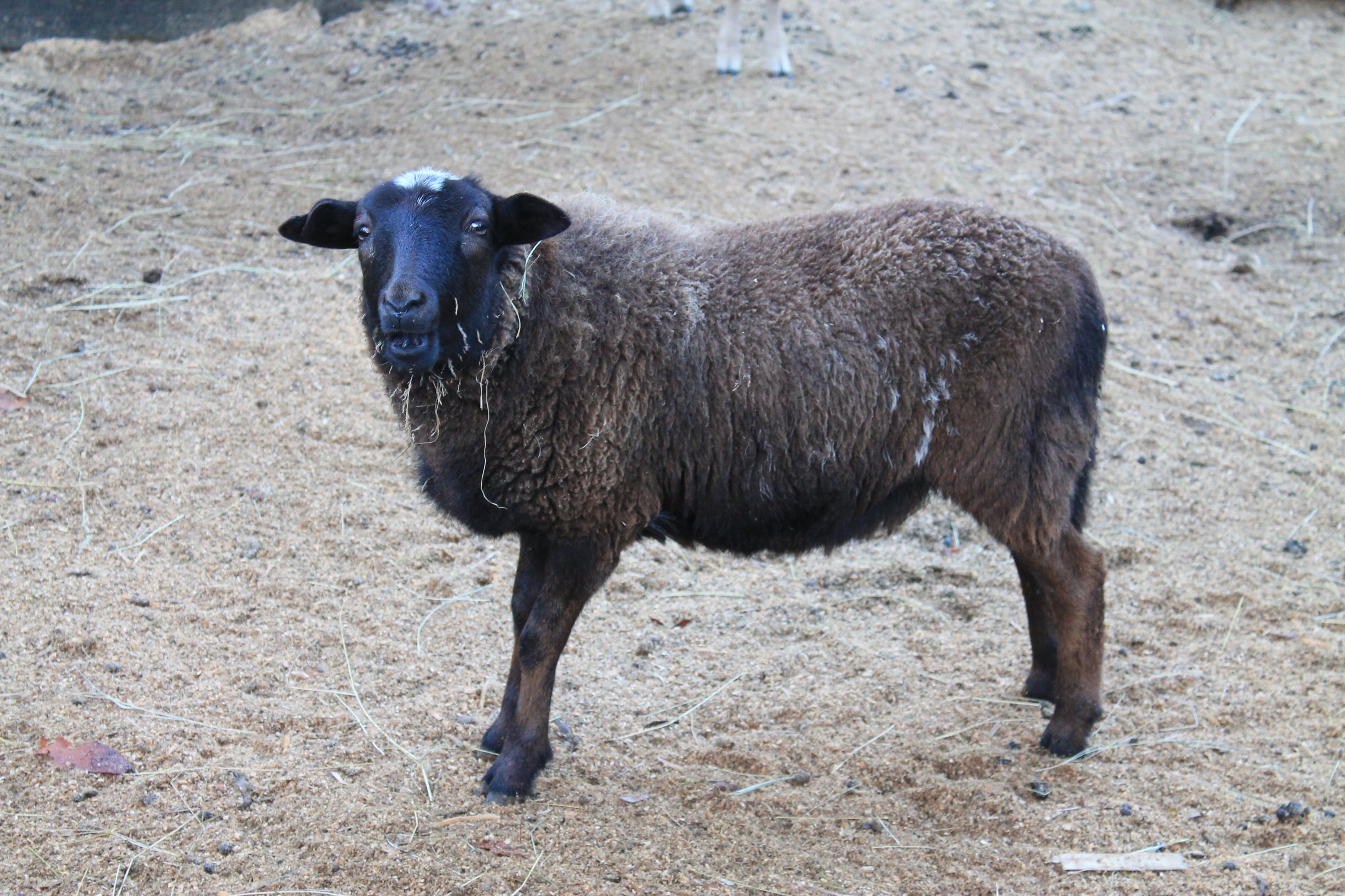 African Pigmy Sheep