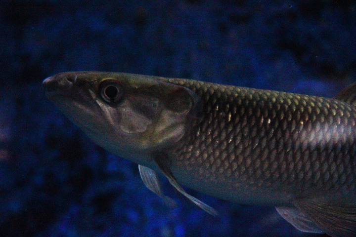 African pike characin (Hepsetus odoe) - Jawa Timur Park 1