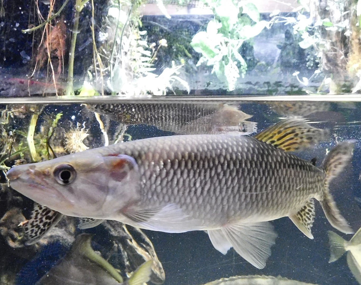 African Pike Characin (Hepsetus odoe) - Kawasui Kawasaki Aquarium October 21, 2025