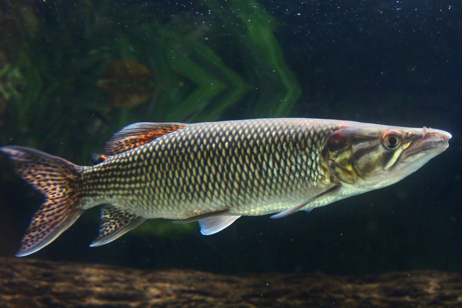 African Pike