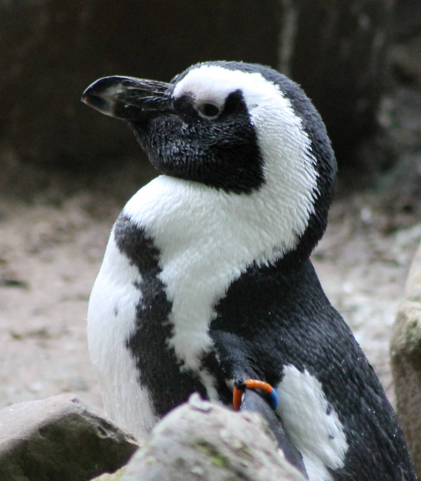 African pinguin