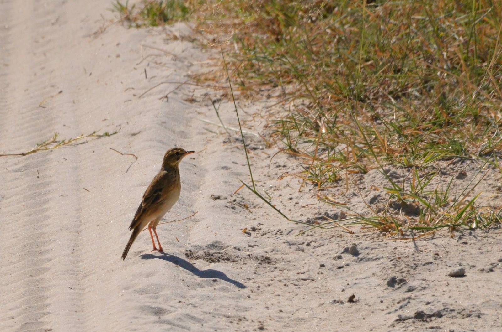 African Pipit, Moremi Game Reserve, Botswana, 28/04/16