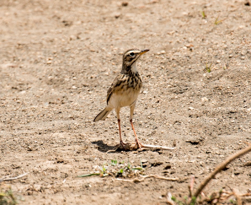 African Pipit