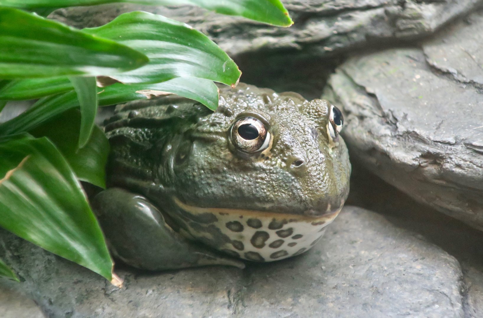 African Pixie Frog (Pyxicephalus adspersus)