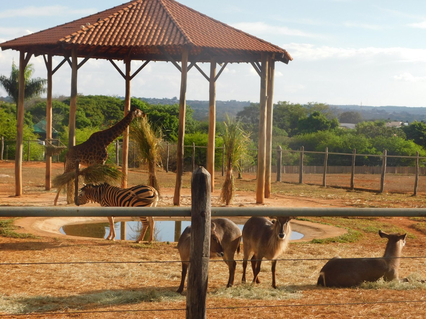 African plain exhibit (zebras, giraffes and waterbucks) - Brasilia zoo
