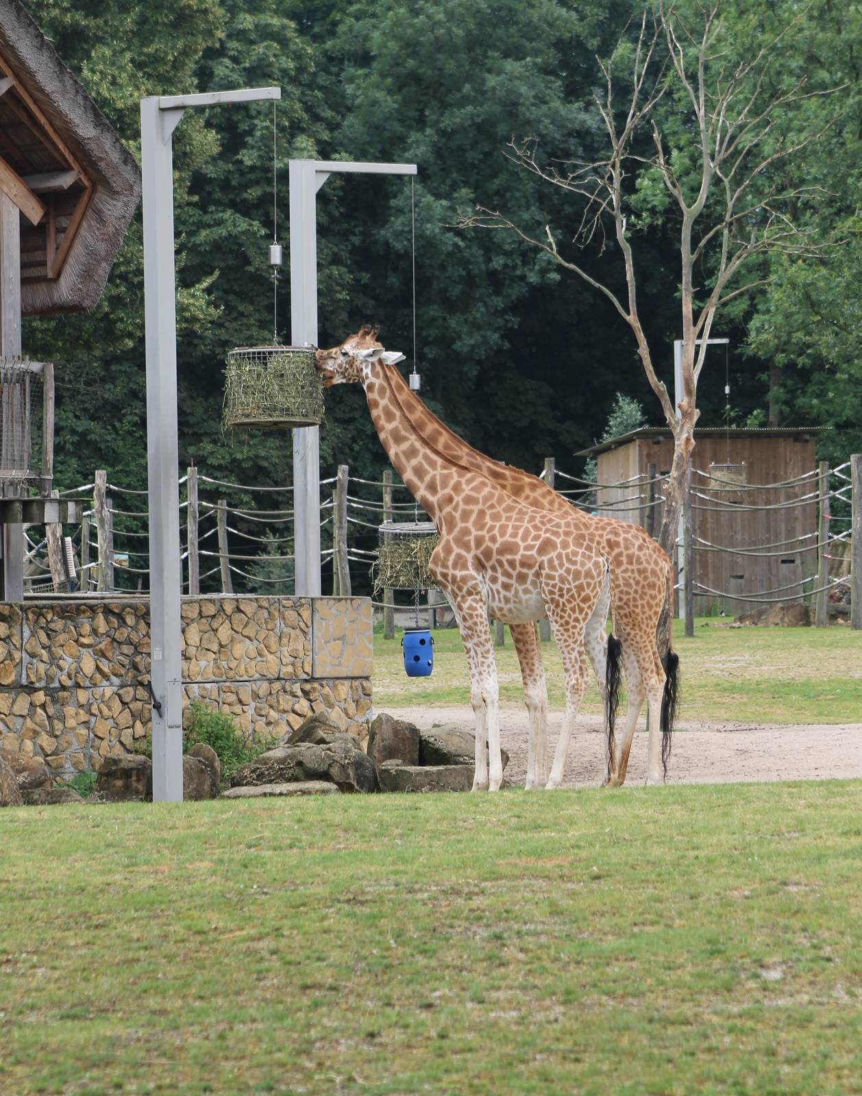 African plain : Giraffes
