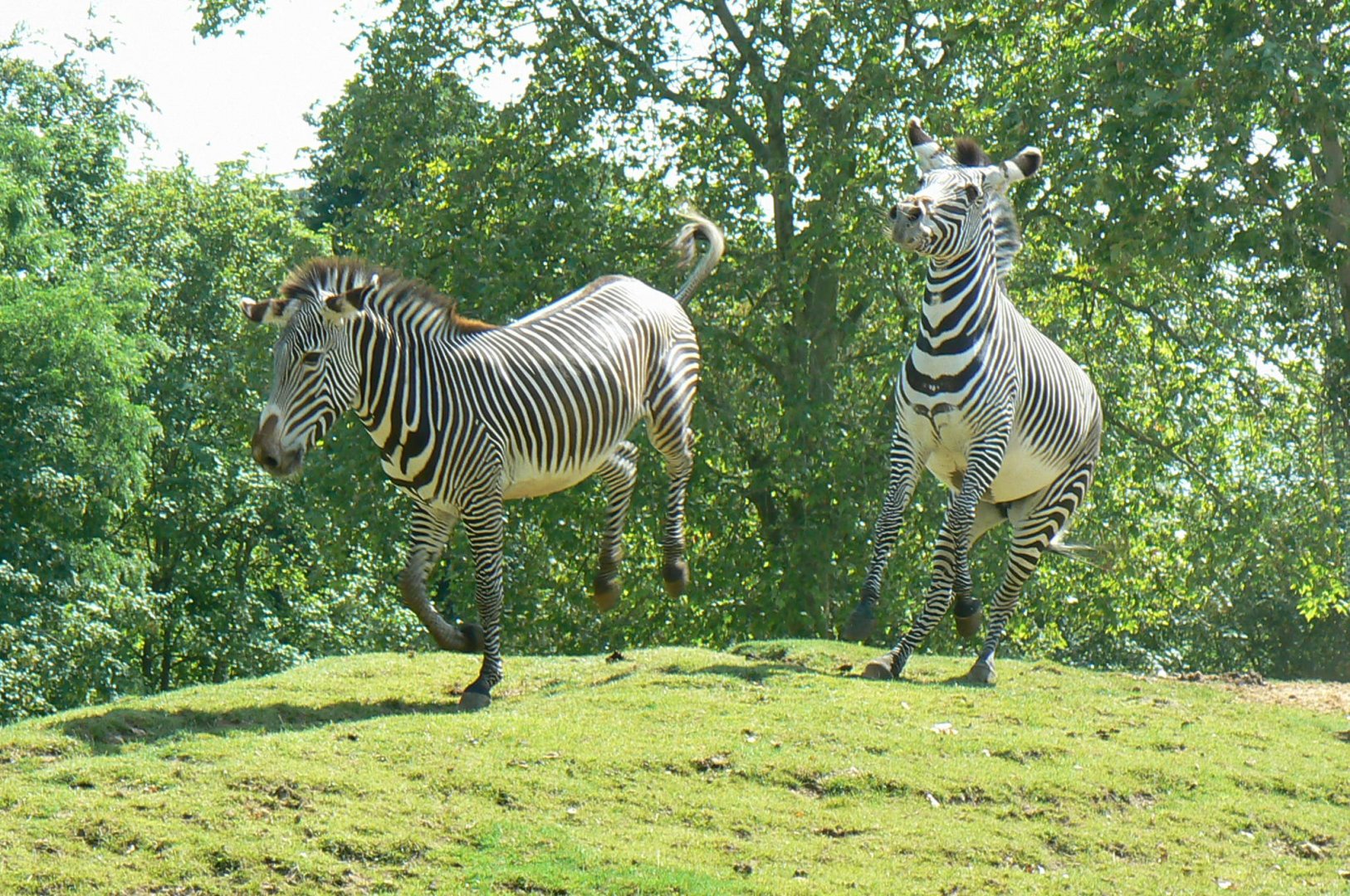 African plain - grevy zebras playing