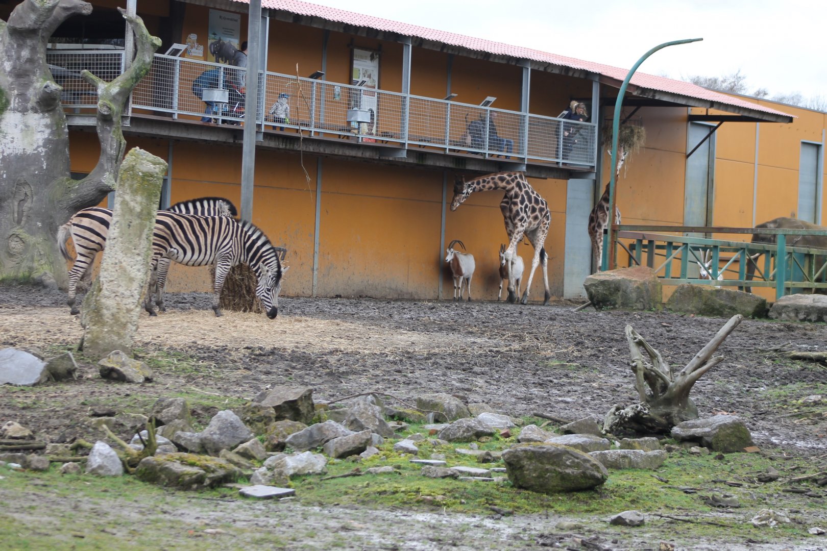 African Plain stables