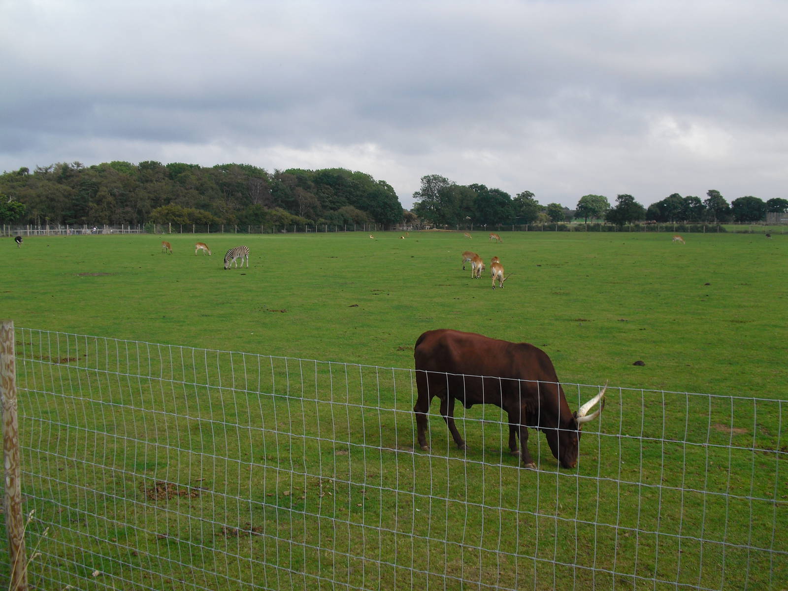 African Plains - 06/09/2011