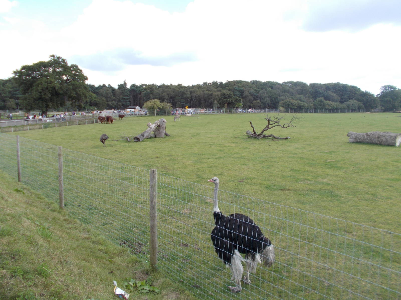 African Plains - 15.08.2014