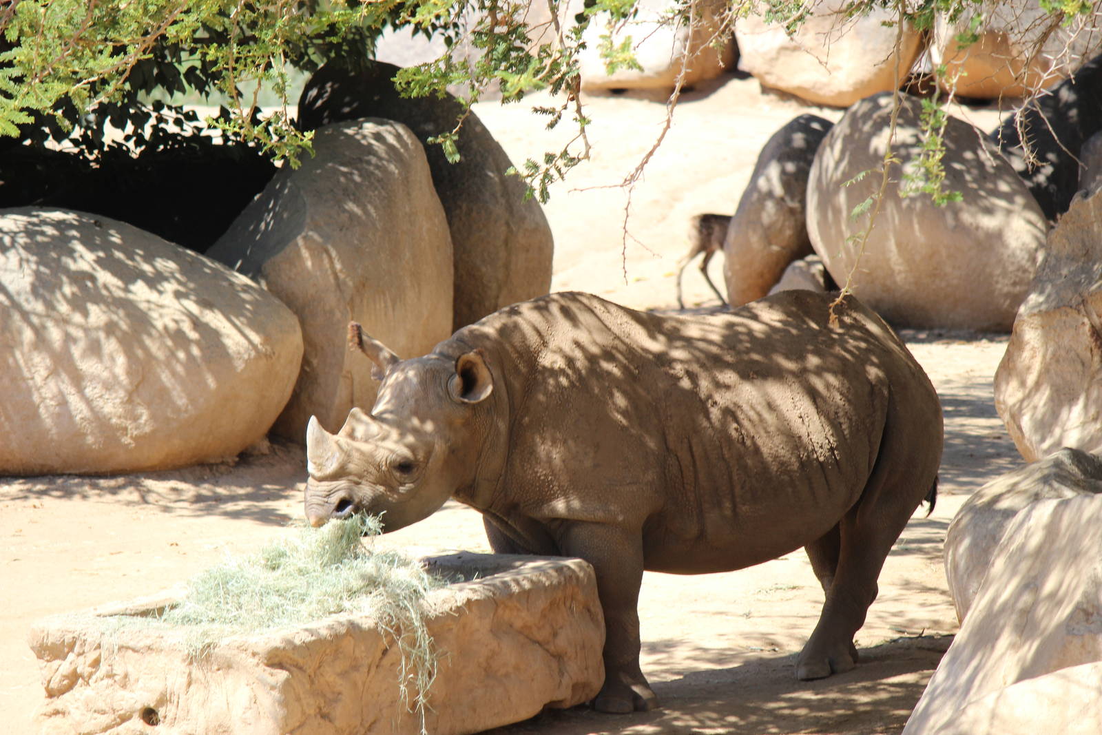 African Plains - 18 Month Pregnant Black Rhino