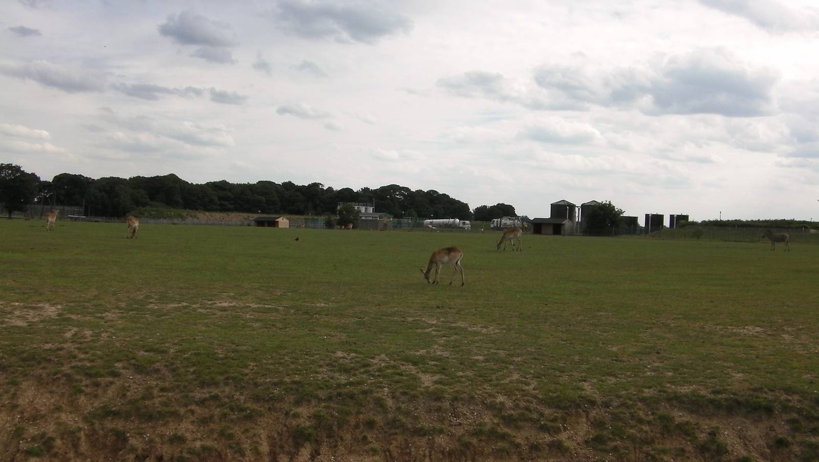 African Plains - 19.08.2011