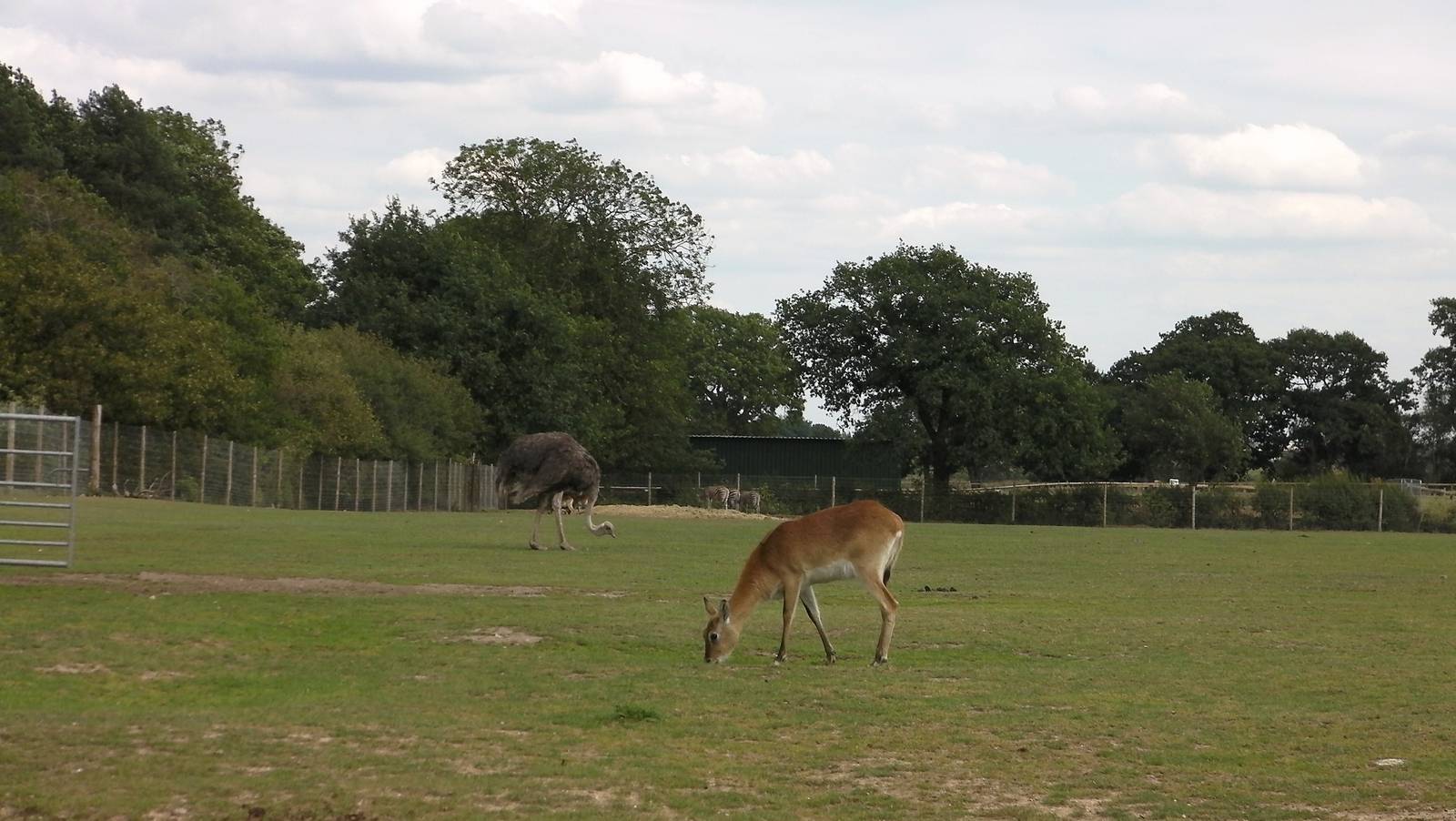 African Plains - 19.08.2011