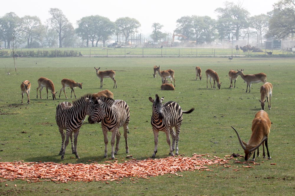 African Plains 22/4/11