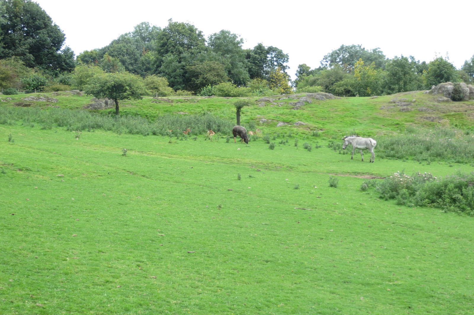 African Plains 240815