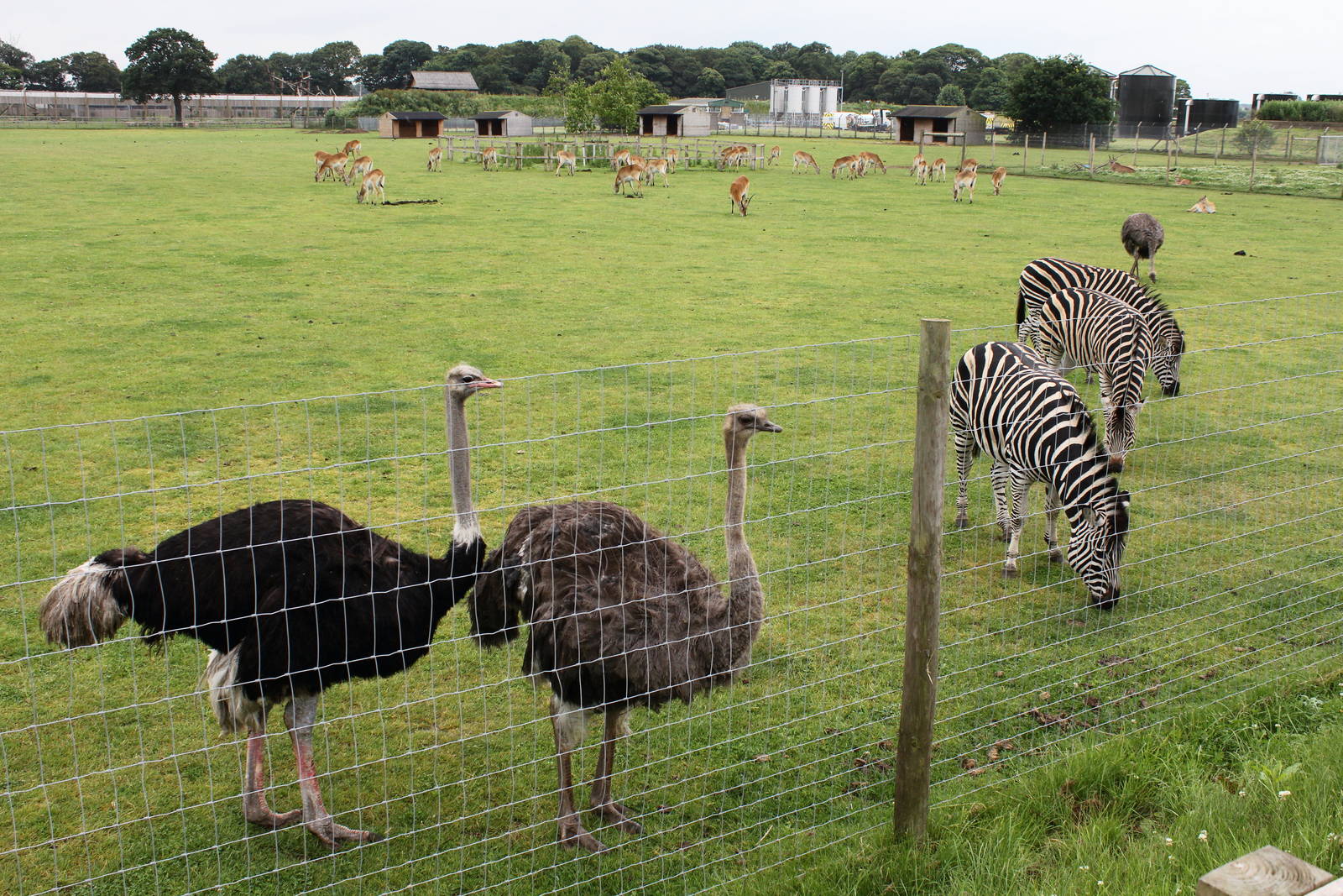 African plains 29/6/14