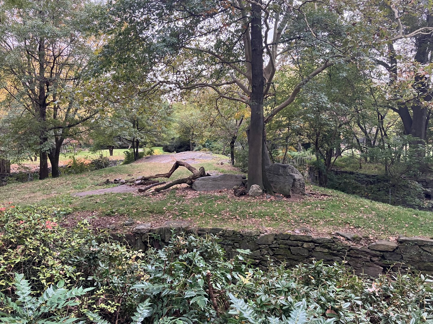 African Plains - African Lion Exhibit